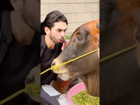 Bari Eid Ka Janwar 😂