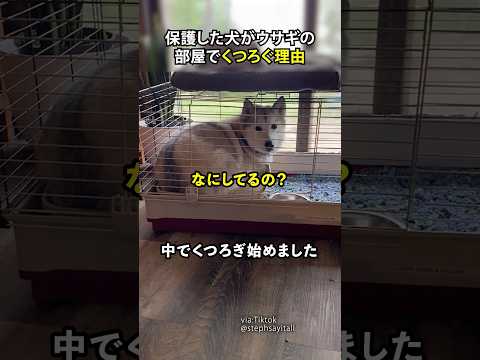 保護した犬がウサギの部屋でくつろぐ理由