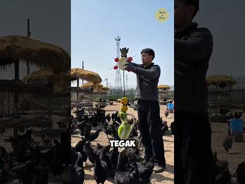 Trik Cerdas Peternak Ayam yang Jarang Diketahui