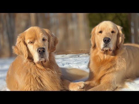 Goldens Enjoy A Weekend Of Snow Storms