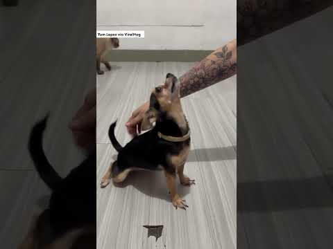 Confused dog moments #dog #dogsoftiktok #foryou #fypシ゚viral #funny #dogs #fypシ #fyp