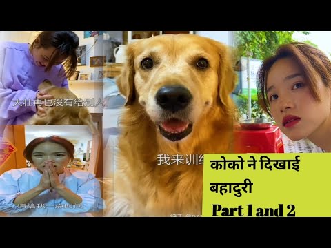 कोको ने दिखाई बहादुरी Part 1 and 2, The Unseen Story#tobo #logicvalley dog shorts,#dogstories#viral