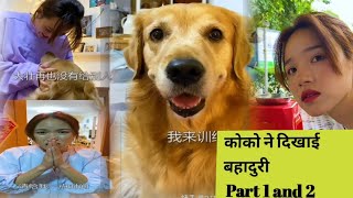 कोको ने दिखाई बहादुरी Part 1 and 2, The Unseen Story#tobo #logicvalley dog shorts,#dogstories#viral