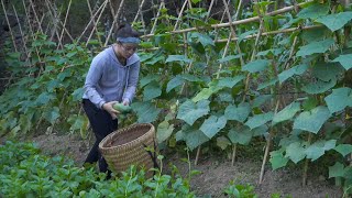 harvest cucumbers to sell at market
