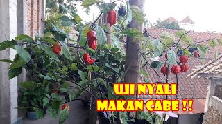 GARA GARA CABE ! TANAM  TERUS  NGGAK PERNAH  MAKAN |  CABE CAROLINA REAPER  CABE TERPEDAS DI DUNIA