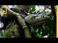 Giant Snakes and Crocodiles Insights