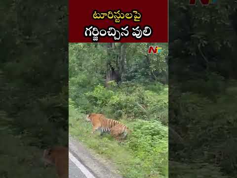 టూరిస్టులపై గర్జించ్చిన పులి | Ntv