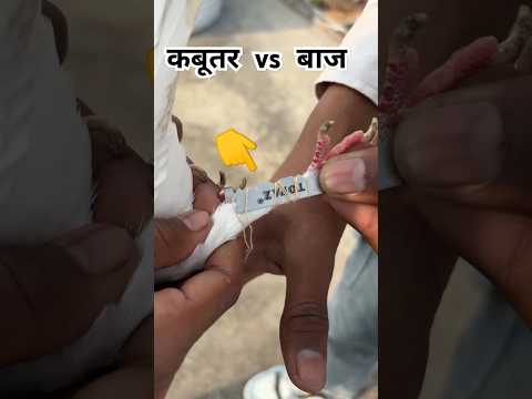 कबूतर 🕊️ vs 🦅बाज की लड़ाई😱 न्यू शॉर्ट वायरल कबूतर#newsong #shortsfeed #pigeonkabutar