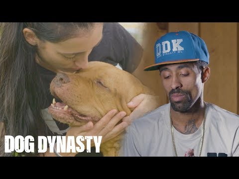 Goodbye Maia: The OG Pitbull Who Started DDK9’s | DOG DYNASTY