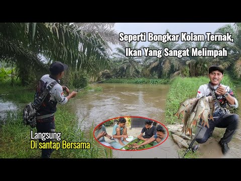 BEST MOMENT.!! Adegan tahunan yang sangat luar biasa|| pesta strike ikan pradator awal musim banjir