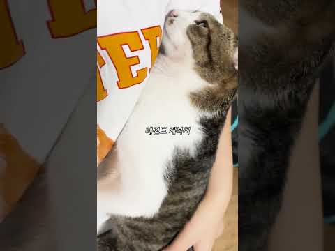 가슴 꾹꾹이 못하게 했더니..
