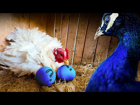 We Tricked Our Hens to Hatch Peacock Eggs… but something went wrong