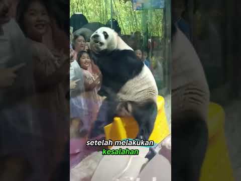 ๐ผ Panda Paling Energik di Dunia! Tingkah Lucu Lin Yang Bikin Semua Orang Terhibur #panda #animals