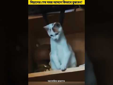 এই ৪টি চিহ্ন দেখলে বুঝবেন আপনার বিড়াল পৃথিবী থেকে বিদায় নিচ্ছে 😰