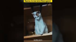 এই ৪টি চিহ্ন দেখলে বুঝবেন আপনার বিড়াল পৃথিবী থেকে বিদায় নিচ্ছে 😰