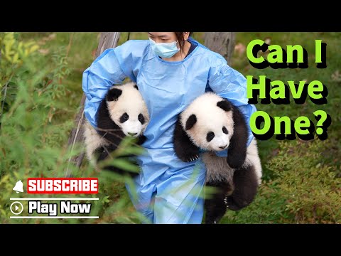 Can Nanny Share One Of The Panda Babies With Me? | iPanda