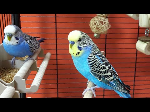 budgie sounds