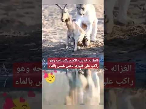 استمتاع الاسد باقرون الغزال  دون ان يضره #shorts