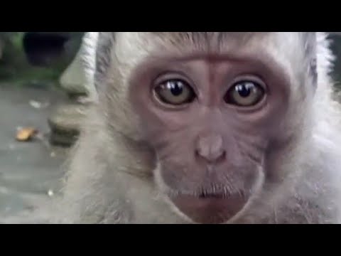 Funny Baby Monkey Meets Bucket of water for first time! #funnyanimals #monkey #monkeybaby #funny