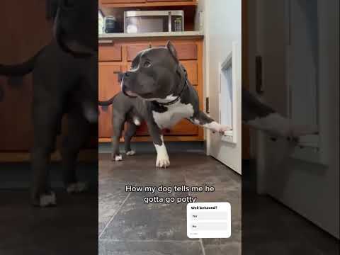 tysonelbully•He learned to use the potty doorbell since he was 3 months old 🙃 www.bullywebtv.com