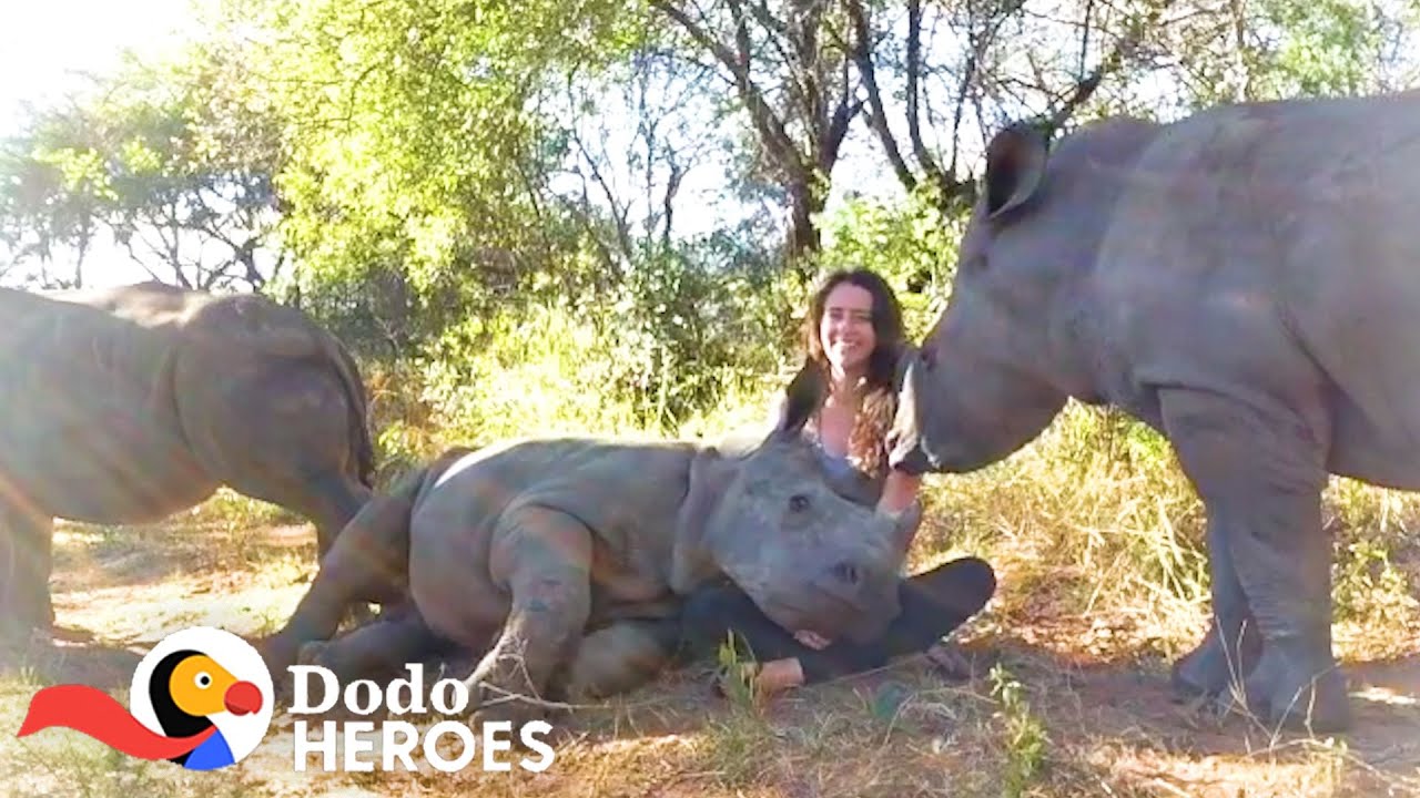 Watch This Baby Rhino Fall In love With Her Rescuer's Cat Heroes