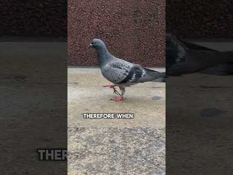 People Think He Steals Birds… But Wait! #short #pigeons