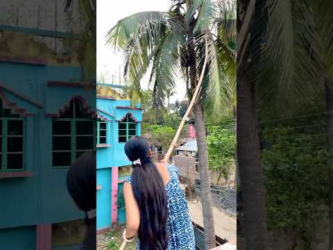 অনেক কষ্ট করে বাড়ির গাছ থেকে ডাব পাললাম 😍#shorts #mini#daliyvlog
