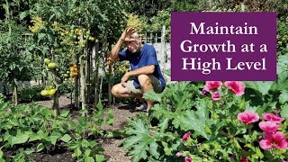 No Dig Abundance in 25m² | Succession Planting, Watering & Fertility in a Small No Dig Garden