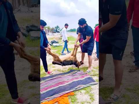 Pawan Sahu ke kutte ke kaatne per kaun sa kutte ki maut Ho jaati Hai😭😭