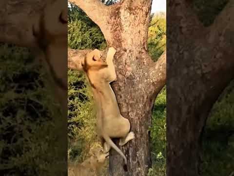 Watch to see the results of kidnapped the cub of the animals king #animals #wildlife