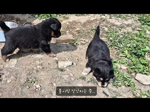 귀염둥이 블랙탄 똥싸고 왔어요!!!
