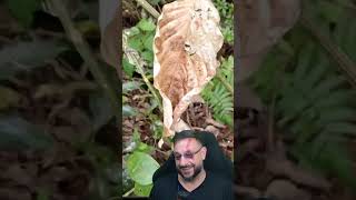 Você está vendo a jararaca? #cobra #xenodon #mimetismo #biologohenrique #bichoesperto #biologo