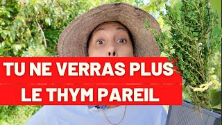 Le Thym : bien plus qu’une simple herbe de cuisine !