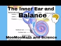 Understanding Your Sense of Balance