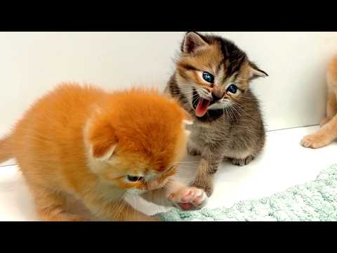 Kittens, stop fighting or mommy will punish you!