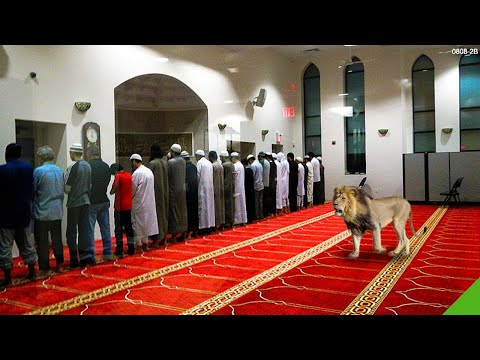 Lagi Khusyu Sholat, Tiba-tiba Ada Singa yang Mendekati, Ini yang Terjadi