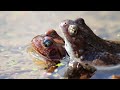 Animal Behavior and Mating Seasons