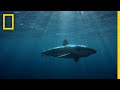 Understanding Great White Shark Behavior in South Africa's Western Cape