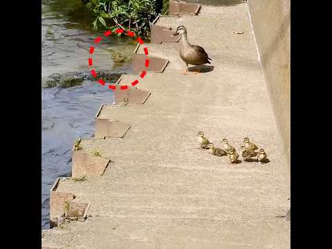 ヒナが２羽落ちてしまったカルガモ親子【野鳥撮影】