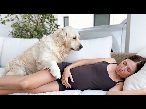 Golden Retriever Demands Attention From Pregnant Mom 🐶❤️