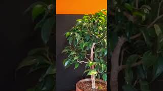 5 Especies de Ficus Utilizadas para Bonsái