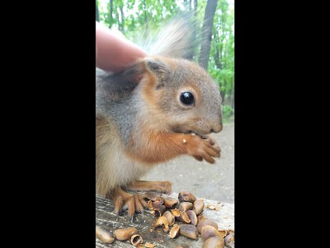 Бельчонок ругается, когда я его глажу / The squirrel curses when I stroke him