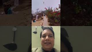 वृषभान की किशोरी… #song #vlog #vrindavan #radhakrishna #radheradhe #youtubeshorts #ytshorts #youtube