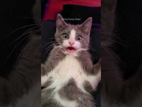 #4 Funny Cat videos 🐱🐱 #meowing #memes