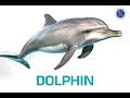 Identifying Animals in Video Tutorials