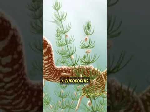 பல லட்ச ஆண்டுகளுக்கு முன்பு வாழ்ந்த பாம்புகள்😱|TITANOBOA- விற்கே TOUGH கொடுக்கும் பாம்பினம்🥶 #shorts