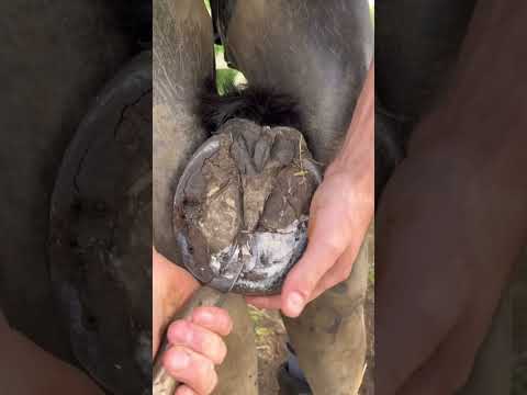 Satisfying! #shortswithcamilla #horse #farrier #asmr #satisfying #oddlysatisfying