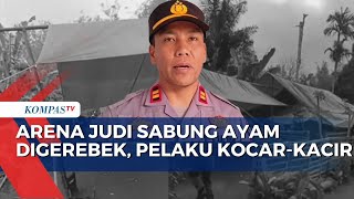 Detik-Detik Arena Judi Sabung Ayam Digerebek Polisi, | BERITA UTAMA