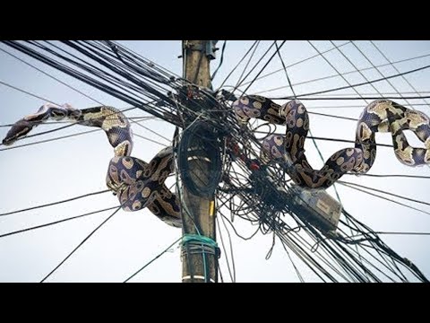 So Pitiful! Python And Thousands Of Wild Animals Trapped On High Voltage Power Lines