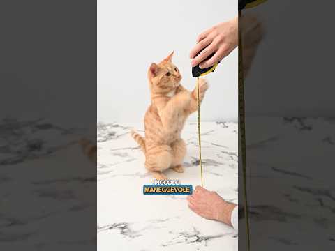 Gatto Aspirapolvere! Voi quanti ne avete? 😻